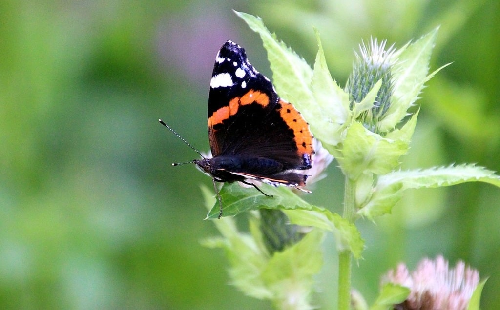 Découvrez la magie de la métamorphose : kit d'élevage de papillons